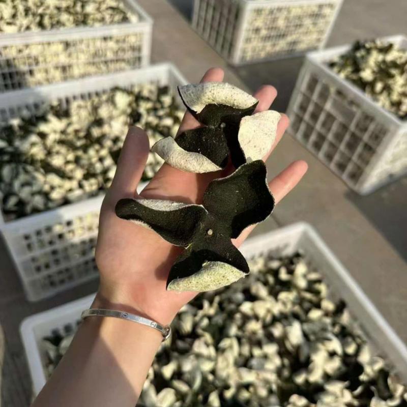 TRẦN BÌ TÂN HỘI