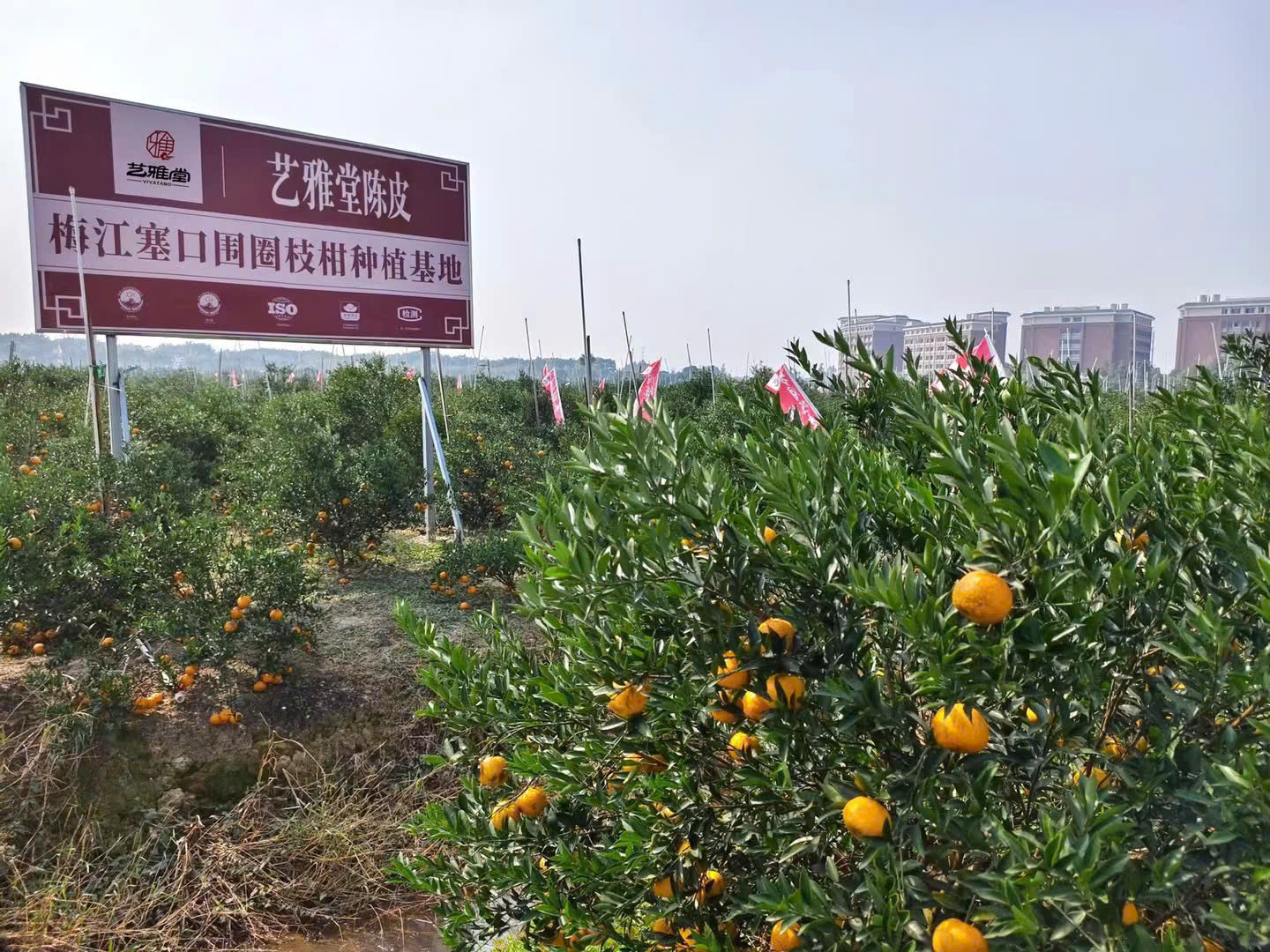 Cơ sở trồng Trần Bì tại Trung Quốc